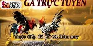 Trực tiếp đá gà C1 hôm nay - Trận đấu kịch tính nhất SV366