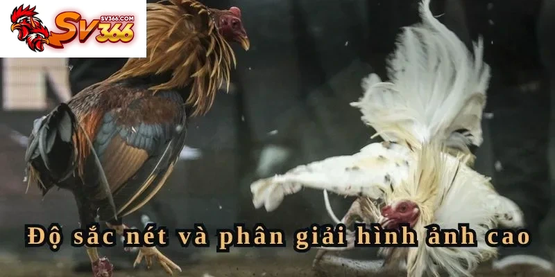 Trực tiếp đá gà C1 hôm nay với độ sắc nét hình ảnh full HD