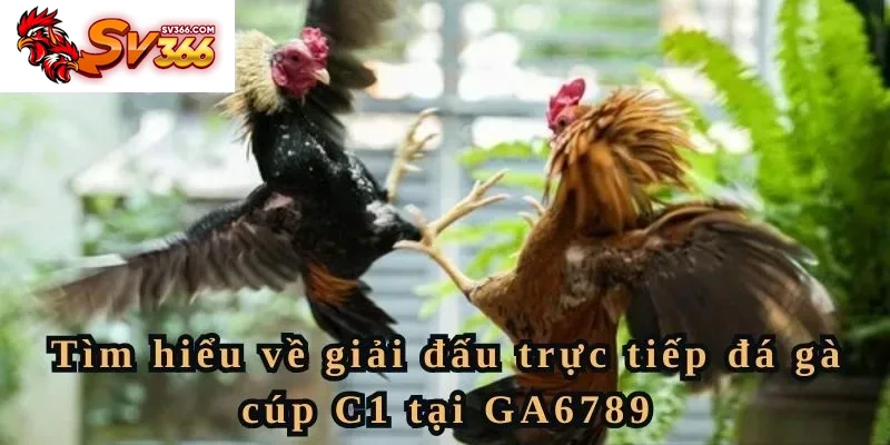 Tìm hiểu về giải đấu trực tiếp đá gà cúp C1 tại SV366